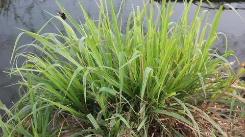 Leaf sprints 動画素材 35066218