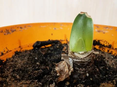The leaf sprouts from the bulb in the pot Foto stock