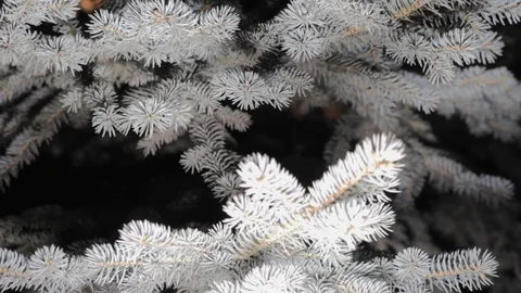 Leaf spruce branches brightly light. night forest wood Stock-Footage 120575483