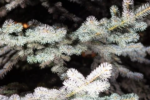 Leaf spruce branches brightly light. night forest wood Stock Photos