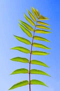 Leaf of staghorn sumac Stock Photos