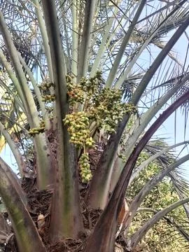 Leaf stalk of a fruiting date palm Stock Photos