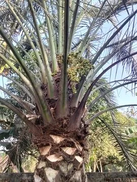 Leaf stalk of a fruiting date palm Stock Photos