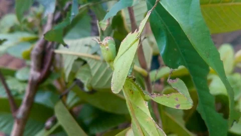 Leaf Stick Insect. Close Up Stock Footage