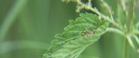 Leaf of stinging nettle plant shallow DOF 5.7K scope footage Stock Footage 312426766