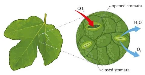 Leaf stomata Illustrazione stock