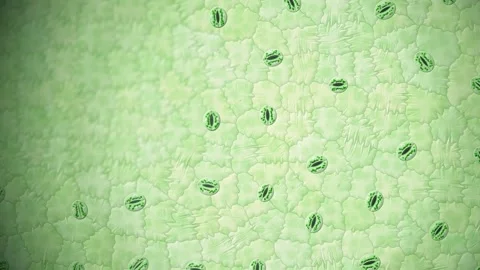 Leaf Stomata Opening And Closing Microscope View Seamless Loop 库存影片 347126706