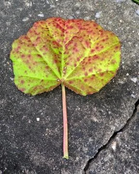 Leaf with stone background Stock Photos