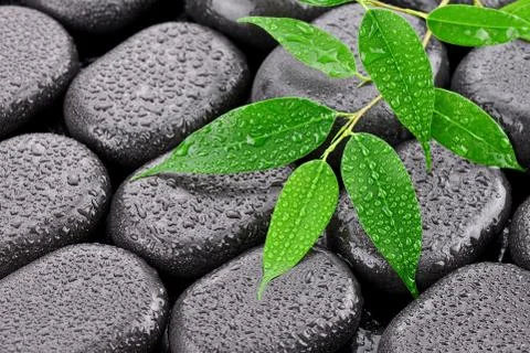 Leaf on the stones of basaltic Stock Photos
