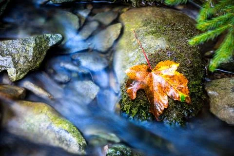 Leaf on stones in mountain stream Stock Photos