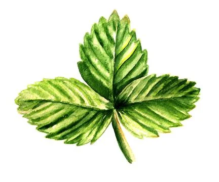 Leaf of strawberry Stock Illustration