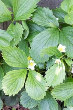 Leaf of strawberry Stock Photos