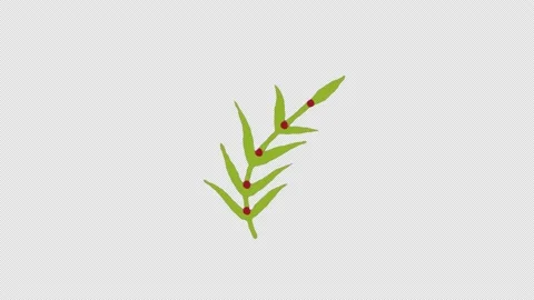 Leaf strawberry tree icon love loop Animation video transparent background .. Stock Footage 236675158