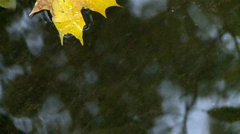 Leaf in stream Stock Footage 535490