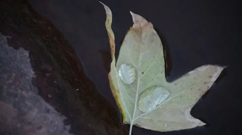 Leaf in Stream Stock Footage 58232734