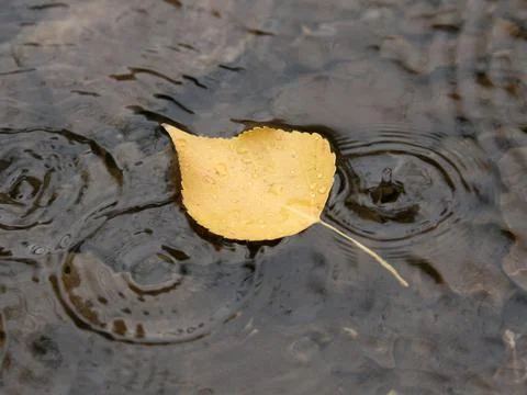 Leaf in stream Stock Photos