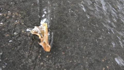  leaf in a stream of rainwater Stock Footage 126004816