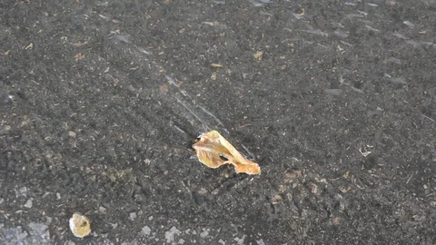  leaf in a stream of rainwater Видео 126004871
