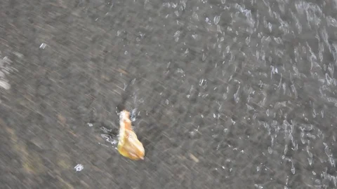  leaf in a stream of rainwater Видео 126004874