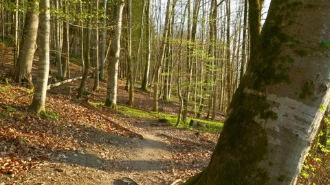 Leaf-Strewn Forest Path in the Allgaeu with Gentle Spring Light and New Growt Video stock 309024607