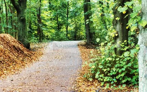 Leaf-strewn path winds through lush green forest trees in gentle sunlight Stock Photos