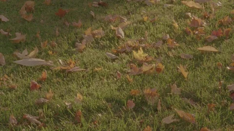 Leaf Strewn Yard Stock Footage 71281272