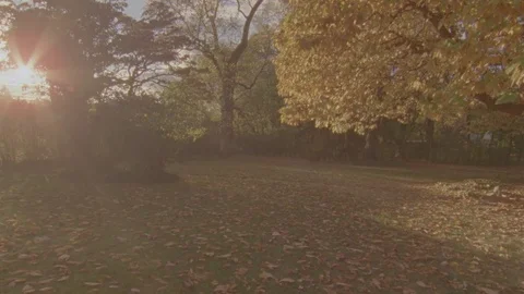 Leaf Strewn Yard Wide Stock Footage 71281507