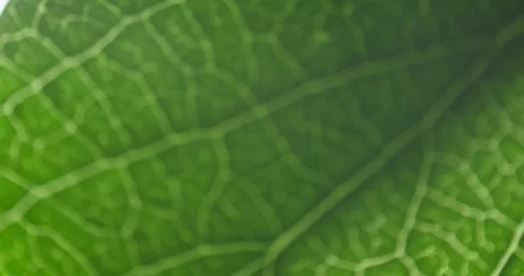 Leaf structure extreme microscope close-up 스톡 동영상 293801121