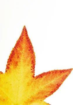 Leaf structure of isolated maple leaves. Leaves with vibrant maple leaf veins Stock-Fotos