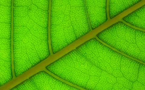 Leaf structure Stock Photos