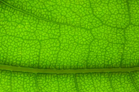 Leaf structure Stock Photos