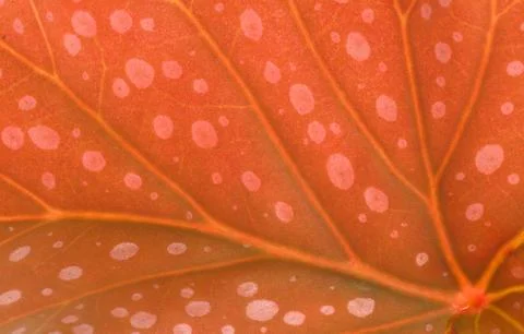 Leaf structure Stock Photos