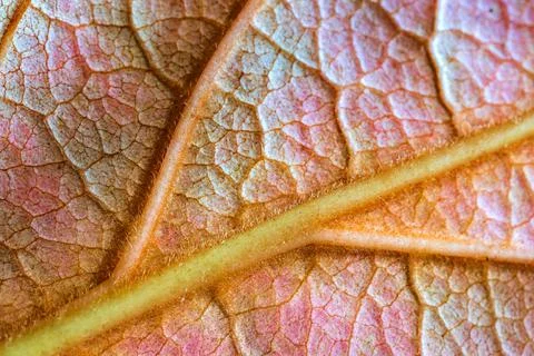 Leaf structure Stock Photos