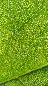 Leaf structure Stock Photos