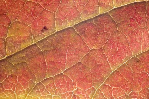 Leaf structure Stock Photos
