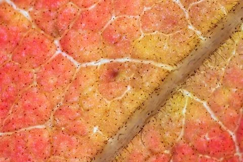 Leaf structure Stock Photos