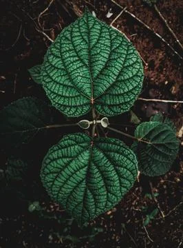 Leaf structure Stock Photos