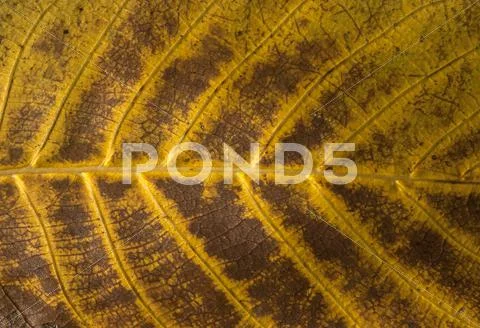 Leaf structure underside Stock Photos