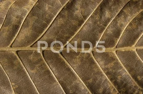 Leaf structure underside Stock Photos