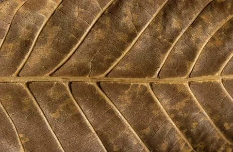 Leaf structure underside Stock Photos
