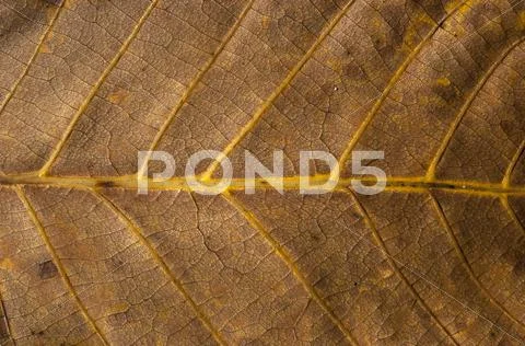 Leaf structure underside Stock Photos