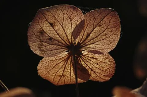 Leaf structure of a wilted garden hydrangea flower Stock Photos