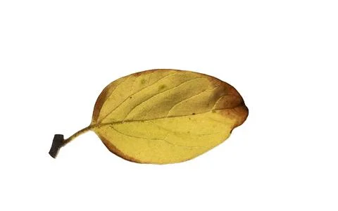 A leaf of the stryrax tree as an autumn background Stock Photos