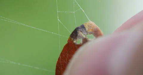 Leaf Stuck in Spider Web Being Pulled Out Macro Close Up 10bit, 4K Stock Footage 67404000