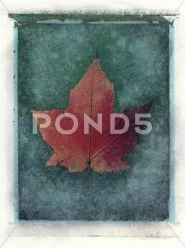 Leaf study #2 Stock Illustration