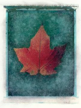 Leaf study #2 Stock Illustration