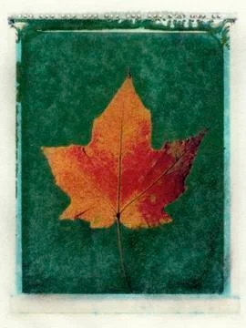 Leaf study #3 Stock Illustration