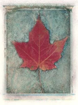 Leaf study #4 Stock Illustration