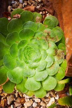 The leaf succulent cactus from top. Stock Photos