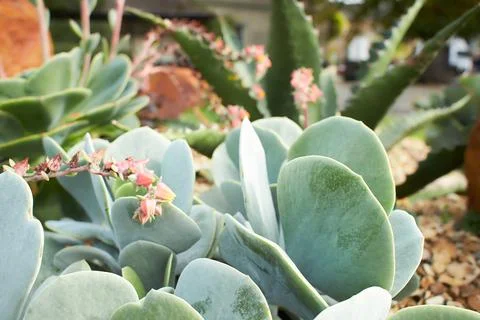 The leaf succulent cactus from top. Stock Photos
